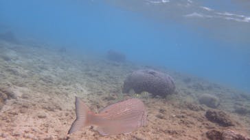 ダイビングショップ Sea Free（シーフリー）に投稿された画像（2020/1/28）