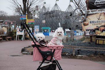 伊豆ぐらんぱる公園に投稿された画像（2020/1/28）