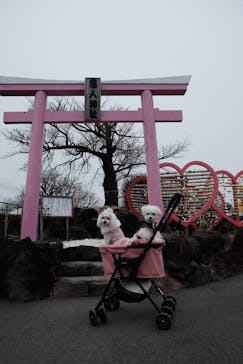 伊豆ぐらんぱる公園に投稿された画像（2020/1/28）