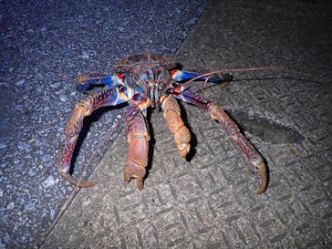 西表島 ADVENTURE PiPi（アドベンチャーピピ）に投稿された画像（2020/1/28）