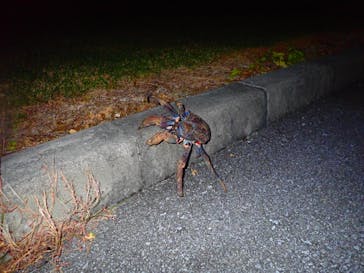 西表島 ADVENTURE PiPi（アドベンチャーピピ）に投稿された画像（2020/1/28）