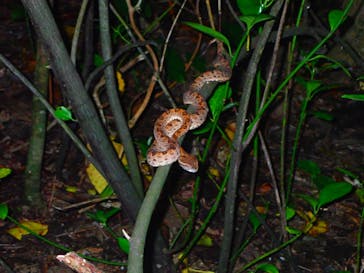 西表島 ADVENTURE PiPi（アドベンチャーピピ）に投稿された画像（2020/1/28）