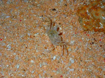 西表島 ADVENTURE PiPi（アドベンチャーピピ）に投稿された画像（2020/1/28）