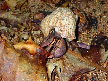 西表島 ADVENTURE PiPi（アドベンチャーピピ）に投稿された画像（2020/1/28）