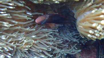 ダイビングショップ Sea Free（シーフリー）に投稿された画像（2020/1/30）