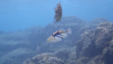 ダイビングショップ Sea Free（シーフリー）に投稿された画像（2020/1/30）