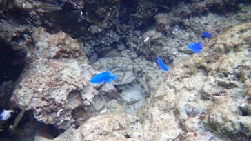 ダイビングショップ Sea Free（シーフリー）に投稿された画像（2020/1/30）