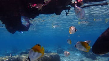 ダイビングショップ Sea Free（シーフリー）に投稿された画像（2020/2/1）