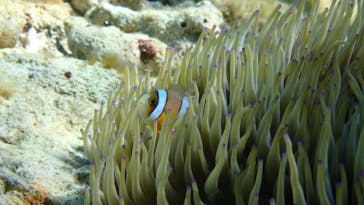 ダイビングショップ Sea Free（シーフリー）に投稿された画像（2020/2/1）