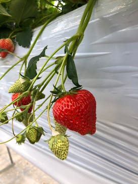 さんだバーベキューガーデンズに投稿された画像（2020/2/1）