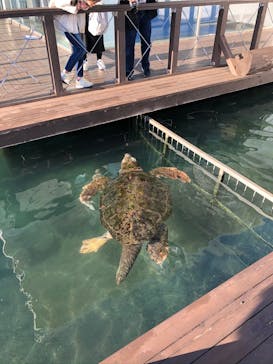 串本海中公園水族館に投稿された画像（2020/2/1）