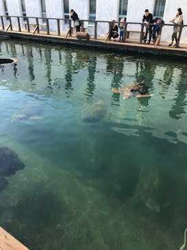 串本海中公園水族館に投稿された画像（2020/2/1）