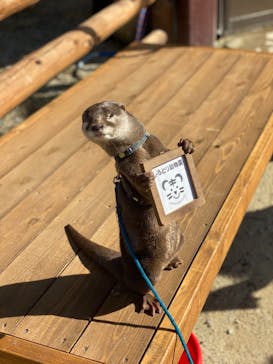 しろとり動物園に投稿された画像（2020/2/2）