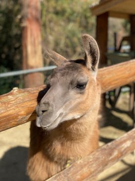 しろとり動物園に投稿された画像（2020/2/2）
