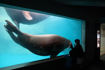 大分マリーンパレス水族館 「うみたまご」に投稿された画像（2020/2/3）