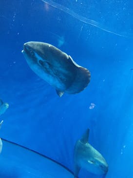 アクアワールド茨城県大洗水族館に投稿された画像（2020/2/3）