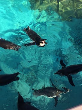 アクアワールド茨城県大洗水族館に投稿された画像（2020/2/3）