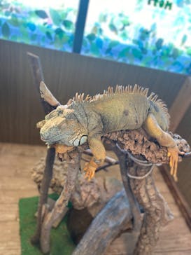 Moff animal world BIGHOPガーデンモール印西店に投稿された画像（2020/2/3）