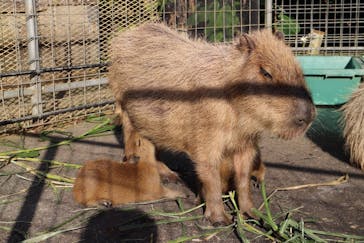 ネオパークオキナワに投稿された画像（2020/2/3）