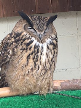 しろとり動物園に投稿された画像（2020/2/4）