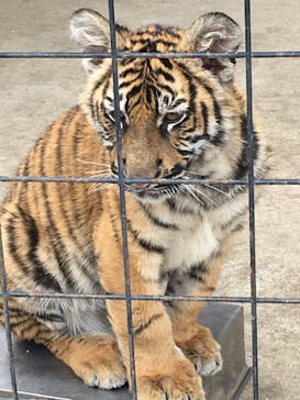 しろとり動物園に投稿された画像（2020/2/4）