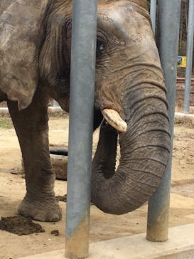 しろとり動物園に投稿された画像（2020/2/4）