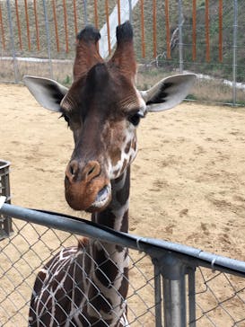 しろとり動物園に投稿された画像（2020/2/4）
