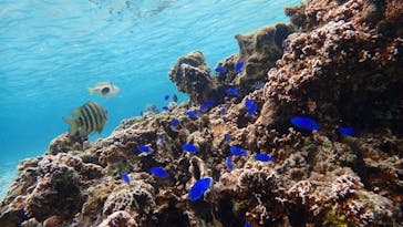 ダイビングショップ Sea Free（シーフリー）に投稿された画像（2020/2/4）