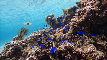 ダイビングショップ Sea Free（シーフリー）に投稿された画像（2020/2/4）