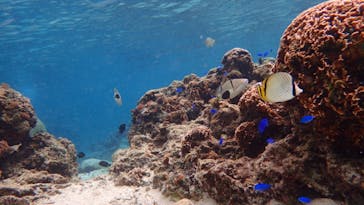 ダイビングショップ Sea Free（シーフリー）に投稿された画像（2020/2/4）