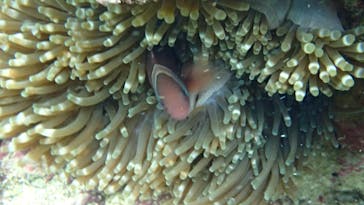 ダイビングショップ Sea Free（シーフリー）に投稿された画像（2020/2/5）