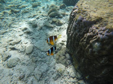 武藤潜水に投稿された画像（2020/2/6）