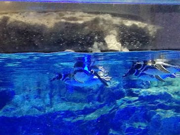 すみだ水族館に投稿された画像（2020/2/6）