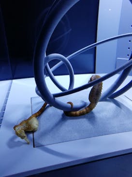 すみだ水族館に投稿された画像（2020/2/6）