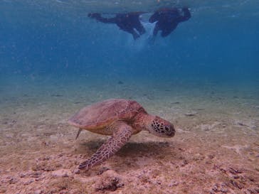 宮古島 ADVENTURE PiPi（ミヤコジマ アドベンチャー ピピ）に投稿された画像（2020/2/6）