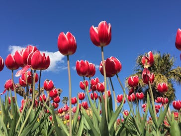 ニューヨークランプミュージアム＆フラワーガーデンに投稿された画像（2020/2/7）