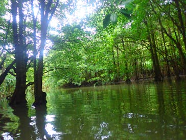 西表島 ADVENTURE PiPi（アドベンチャーピピ）に投稿された画像（2020/2/7）