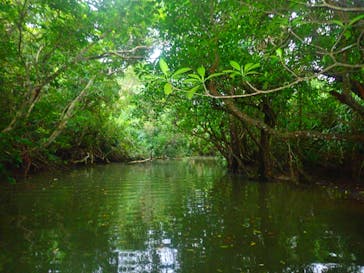 西表島 ADVENTURE PiPi（アドベンチャーピピ）に投稿された画像（2020/2/7）