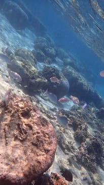 ダイビングショップ Sea Free（シーフリー）に投稿された画像（2020/2/7）