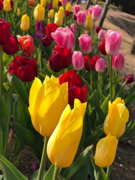 ふなばしアンデルセン公園に投稿された画像（2020/2/8）