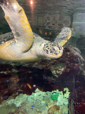 九十九島水族館海きららに投稿された画像（2020/2/8）