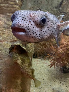 九十九島水族館海きららに投稿された画像（2020/2/8）