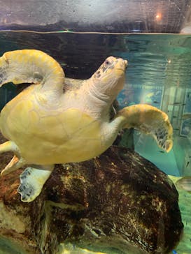 九十九島水族館海きららに投稿された画像（2020/2/8）