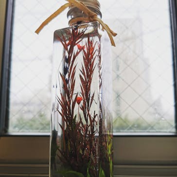 千秋工房 Flower Division（フラワーディビジョン）に投稿された画像（2020/2/8）