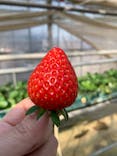深井農園に投稿された画像（2020/2/9）