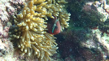 ダイビングショップ Sea Free（シーフリー）に投稿された画像（2020/2/10）