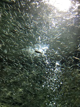 サケのふるさと 千歳水族館に投稿された画像（2020/2/10）