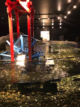 サケのふるさと 千歳水族館に投稿された画像（2020/2/10）