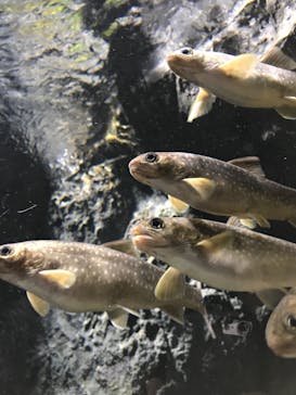 サケのふるさと 千歳水族館に投稿された画像（2020/2/10）