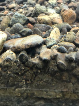 サケのふるさと 千歳水族館に投稿された画像（2020/2/10）